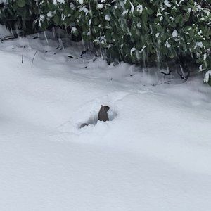 Meet your Posher, Posh